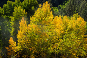 Fototapeta premium Autumn forest near sunset.