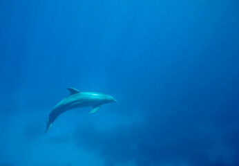 Bottlenose Dolphin at UNEXSO, Grand Bahama Island, Bahamas