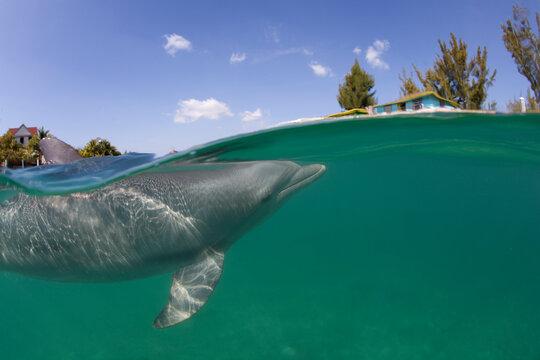 Bottlenose Dolphin, Grand Bahama Island, Bahamas