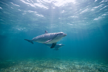 Bottlenose Dolphins, Grand Bahama Island, Bahamas