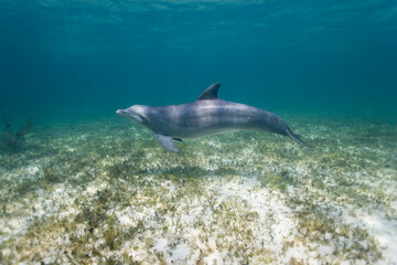 Obraz na płótnie Canvas Bottlenose Dolphin, Grand Bahama Island, Bahamas