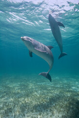 Fototapeta premium Bottlenose Dolphins, Grand Bahama Island, Bahamas