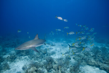 Caribbean Reef Shark and Tropical Fish, Grand Bahama Island, Bahamas