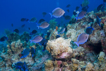 Naklejka na ściany i meble Tropical Fish and Coral Reef, Grand Cayman Island