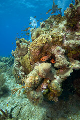 Naklejka na ściany i meble Tropical Fish, Grand Cayman Island