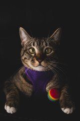 Fototapeta na wymiar close up portrait of a beautiful kitten / cat playing selective focus