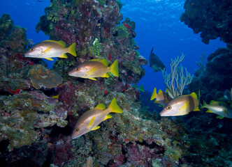 Fototapeta na wymiar Schoolmaster Fish, Little Cayman Island