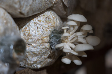 Plantation of Pleurotus ostreatus, the pearl oyster mushroom or tree oyster mushroom which is a common edible mushroom