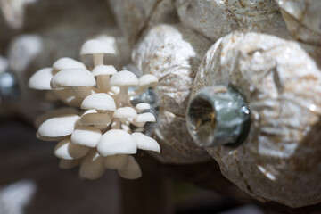Plantation of Pleurotus ostreatus, the pearl oyster mushroom or tree oyster mushroom which is a common edible mushroom