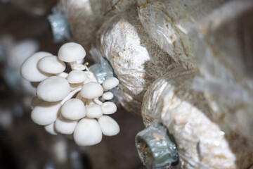 Plantation of Pleurotus ostreatus, the pearl oyster mushroom or tree oyster mushroom which is a common edible mushroom