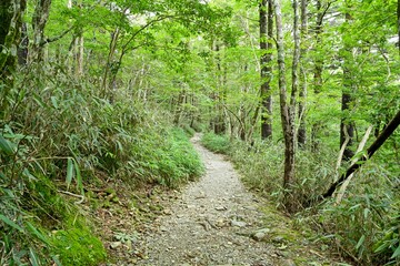 静寂に包まれた大台ヶ原の遊歩道の情景＠奈良