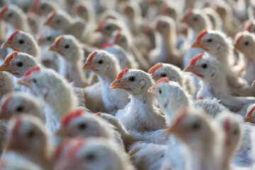 Group of healthy broiler chicken in poultry - obrazy, fototapety, plakaty
