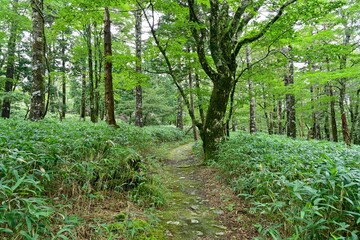 静寂に包まれた大台ヶ原の遊歩道の情景＠奈良