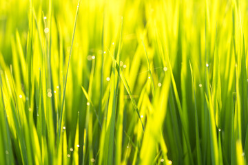 Macro close up shot of rice paddy plants with green leaves and yellow golden colored sun beam