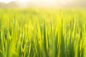 Macro close up shot of rice paddy plants with green leaves and yellow golden colored sun beam