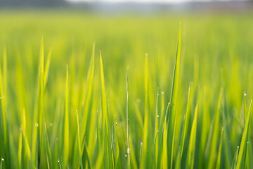 Macro close up shot of rice paddy plants with green leaves and yellow golden colored sun beam