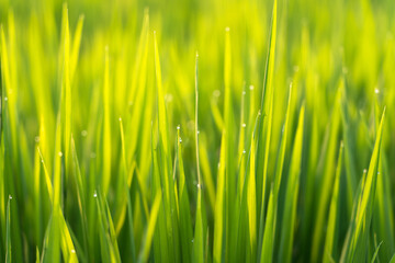 Macro close up shot of rice paddy plants with green leaves and yellow golden colored sun beam