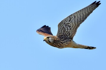 青空バックに餌を探して飛ぶ子育て中のチョウゲンボウ成鳥