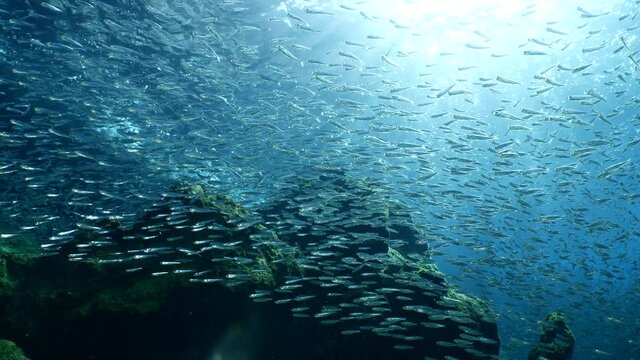 silversides hiding behind secret rocks  under sun shine and beams underwater silverside fish school wavy sea protection ocean scenery