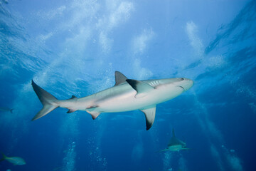 Caribbean Reef Sharks, New Providence Island, Bahamas