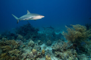 Fototapeta na wymiar Caribbean Reef Shark, New Providence Island, Bahamas