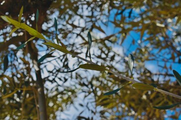 Fototapeta premium Pequeñas hojas de una rama en el arbol del bosque.