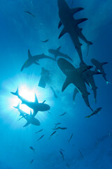 Scuba Diver and Caribbean Reef Sharks, New Providence Island, Bahamas