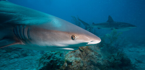 Obraz premium Caribbean Reef Shark, New Providence Island, Bahamas