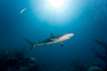 Fototapeta premium Caribbean Reef Shark, New Providence Island, Bahamas