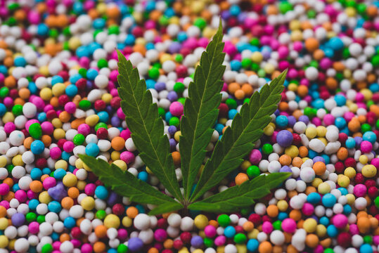 Macro close up portrait of marijuana canabbis plant leaf, on colorful candy background, selective focus