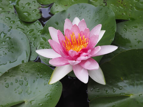 lotus after rain in pond