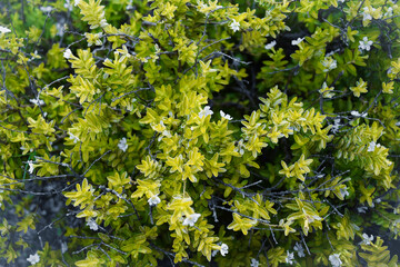 Fresh green leaf background in the morning.