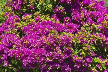 Conjunto de muchas flores purpuras en un arbusto.