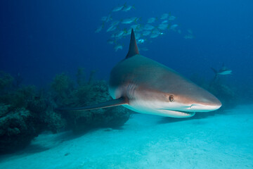 Caribbean Reef Shark, Grand Bahama Island, Bahamas