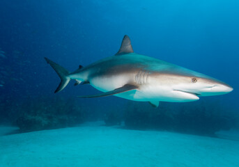 Caribbean Reef Shark, Grand Bahama Island, Bahamas