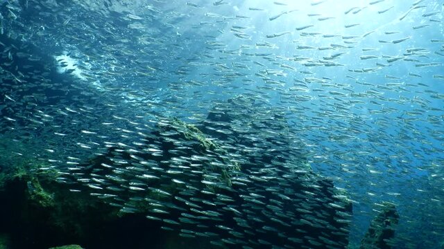 silversides hiding behind secret rocks  under sun shine and beams underwater silverside fish school wavy sea protection ocean scenery