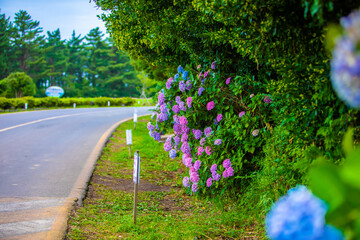 Jeju City,South Korea-July 2019: Colorful hydrangea flowers blooming along the road