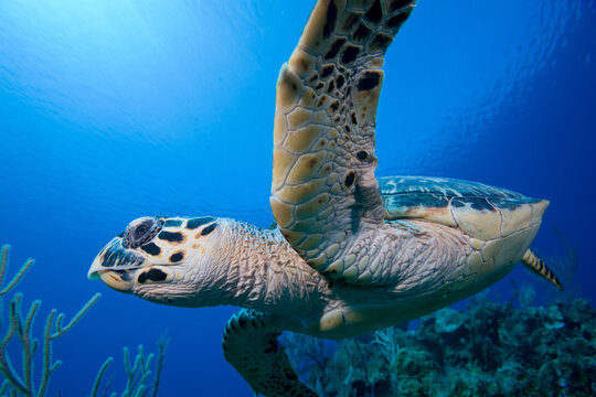 Hawksbill Turtle, Little Cayman Island, Cayman Islands, Caribbean