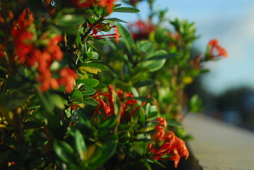 Beautiful field meadow flowers chamomile, blue wild peas in morning against blue sky with clouds, nature landscape, close-up macro. Wide format, copy space. Delightful pastoral airy artistic image.