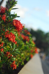 Fototapeta premium Beautiful field meadow flowers chamomile, blue wild peas in morning against blue sky with clouds, nature landscape, close-up macro. Wide format, copy space. Delightful pastoral airy artistic image.