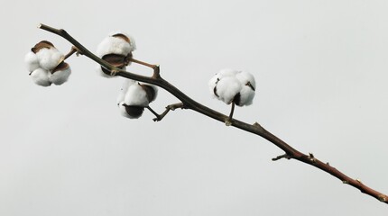 Cotton plant flower isolated