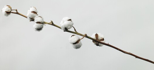 Cotton plant flower isolated