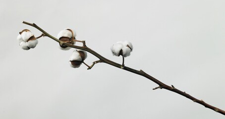 Cotton plant flower isolated