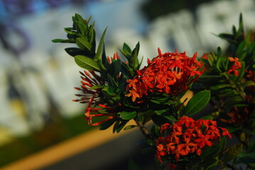 Beautiful field meadow flowers chamomile, blue wild peas in morning against blue sky with clouds, nature landscape, close-up macro. Wide format, copy space. Delightful pastoral airy artistic image.