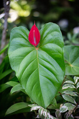 SONY DSC flower,bali,toropical,red,purple,yellow,white,plant,nature,
pretty, wild,colorful,beautyful,
花,バリ島,トロピカル,強い色彩,野生的,自然,カラフル,