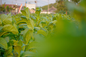 Beautiful tobacco leaf and flowers on sunset sky