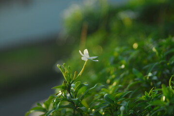 Beautiful field meadow flowers chamomile, blue wild peas in morning against blue sky with clouds, nature landscape, close-up macro. Wide format, copy space. Delightful pastoral airy artistic image.