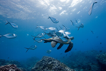 Pacific Sea Turtle, Galapagos Islands, Ecuador © Paul