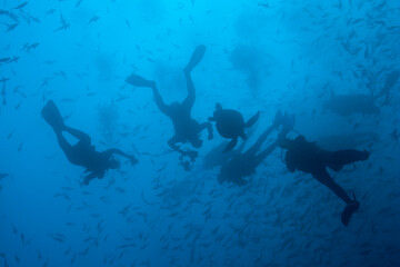 Fototapeta na wymiar Scuba Divers and Pacific Sea Turtle, Galapagos Islands, Ecuador