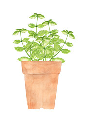 ミントの植木鉢